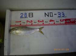 姫路市立遊魚センター　コノシロ・キスなど