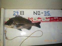 姫路市立遊漁センターでチヌ39ｃｍ！