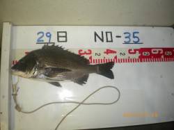 姫路市立遊漁センターでチヌ39ｃｍ！