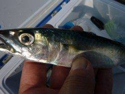 兵庫突堤　サビキの状況