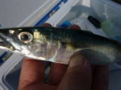  兵庫突堤　サビキの状況