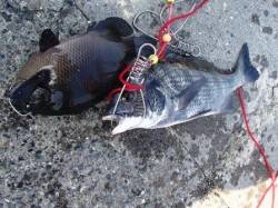 ☆チヌがキター☆泉大津　朝ＲＴ　９日