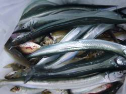 朝の空港も北公園も小野浜も！