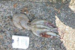 食コンリアル アジ・サバ・タコ!!