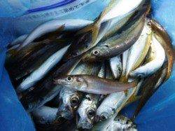 早朝は良い★アジにタコ★サヨリの姿も