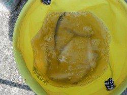 サヨリはどうだ?西宮ケーソンRT