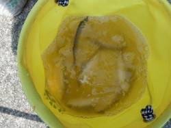 サヨリはどうだ？西宮ケーソンＲＴ