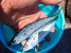 ☆サバ良型ゲット☆泉大津　お昼ＲＴ　１０日…