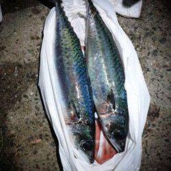 アジュール舞子の大サバ釣れてます♪