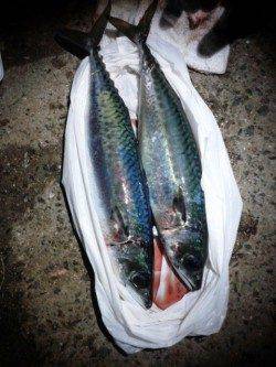 アジュール舞子の大サバ釣れてます♪