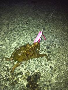 夜のタコ釣り！楽しいよ！！ 