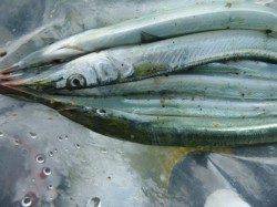 兵突は今日もさより快調