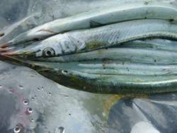  兵突は今日もさより快調