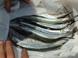 【芦屋のサヨリちゃん釣れています！】南芦屋…