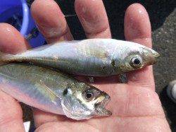 兵突　アジ、サヨリにちょい投げのキス