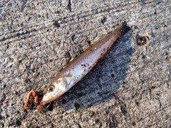 早朝に小アジ♪キス・サヨリも泉大津RT12日