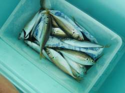 【風も関係なし!!】南芦屋浜リアルタイム