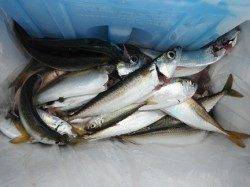 【サヨリ・アジ・サバ好調♪】鳴尾ＲＴ