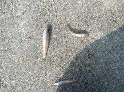 夏の早朝はキスでキマリ！