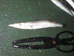 田ノ浦でもカマスだー！！回遊中♪