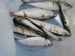 【昼間のサビキ♪】南芦屋浜リアルタイム