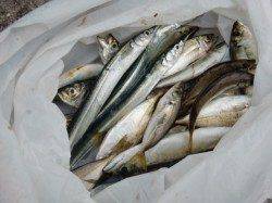 【ボルテージ最高潮】南芦屋浜リアルタイム