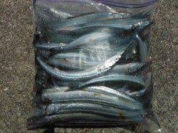 【サヨリ警報発令～！爆釣です！！】南芦屋浜