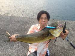 小浦一文字のシイラ！ 