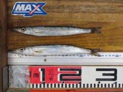 つれた！釣れた！田ノ浦のカ・マ・ス♪