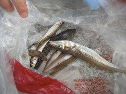 キス２０ｃｍオーバー出てます♪泉大津RT