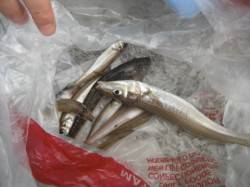 キス２０ｃｍオーバー出てます♪泉大津RT