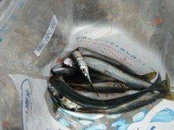 サヨリ爆釣中♪タコも！岸和田一文字RT14日