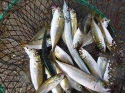 北公園ＲＴ　サヨリも来ました