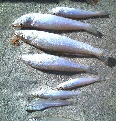 島陰、エギングタックルでキスゲーム