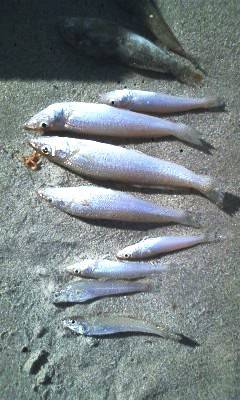 島陰、エギングタックルでキスゲーム