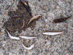 ◇キス釣れてます◇泉大津　夕方RT１４日