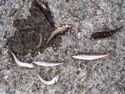 ◇キス釣れてます◇泉大津　夕方RT１４日 …