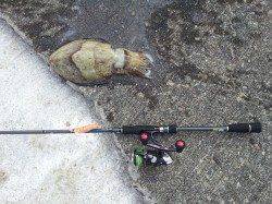 田ノ浦漁港でエギング【コウイカ】