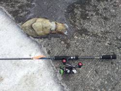 田ノ浦漁港でエギング【コウイカ】