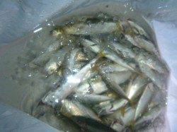 夜の兵突大タコも!