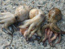 【連日好調・好釣】南芦屋浜リアルタイム