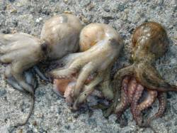 【連日好調・好釣】南芦屋浜リアルタイム 