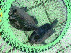 サバに小アジ♪波止グレも！泉大津ＲＴ！夕方