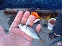 アジ、サヨリにキスも♪ 泉大津RT19日あさ