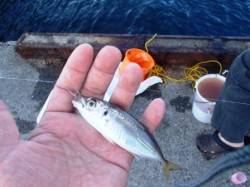 アジ、サヨリにキスも♪　泉大津RT19日あ…