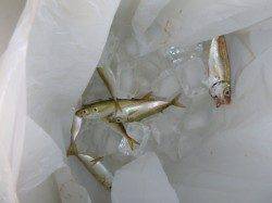 神戸空港でアジが入れ食い