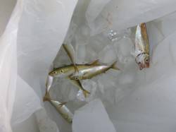 神戸空港でアジが入れ食い