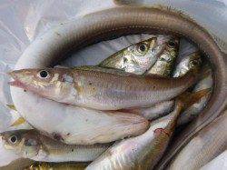 兵庫突堤　キスも良いです！