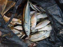 【ビックリうなぎだ！！】南芦屋浜リアルタイム