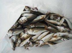 小アジ・豆アジ乱舞中♪泉大津RT20日朝